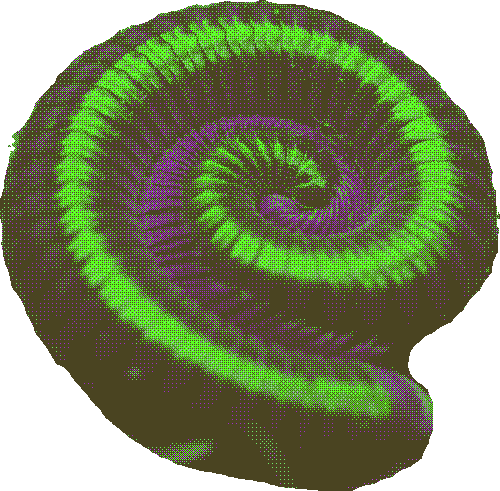 millipede